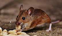 Find Exterminators in Buncombe County